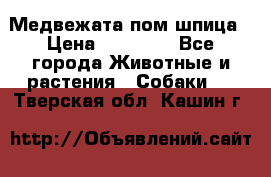 Медвежата пом шпица › Цена ­ 40 000 - Все города Животные и растения » Собаки   . Тверская обл.,Кашин г.